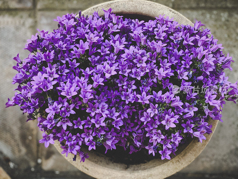 紫斑风铃花-紫斑风铃花