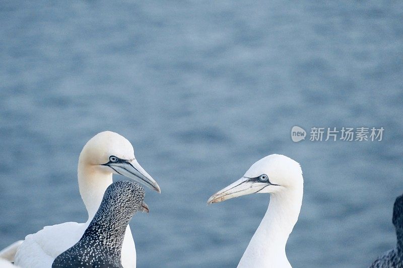 北塘鹅家族，黑戈兰