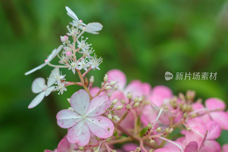 粉红色和白色的绣球花的花序在一个绿色的散景背景