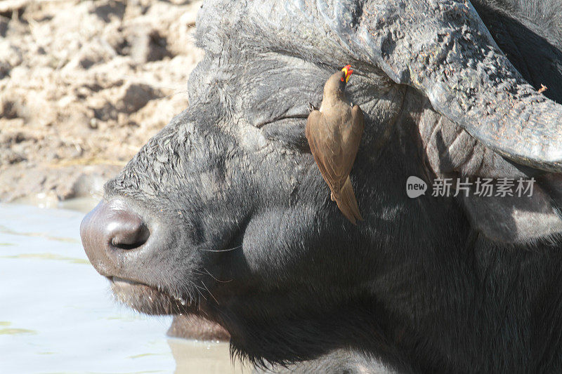 南非Thornybush的水坑生活很忙碌