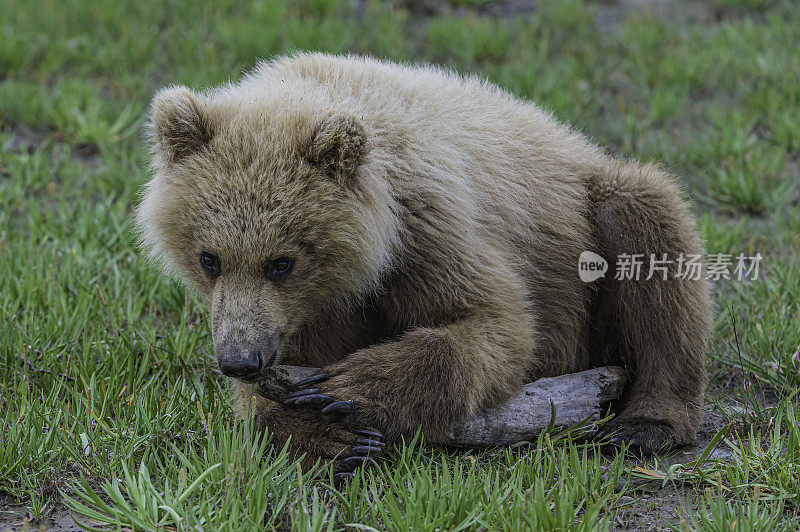 阿拉斯加卡特迈国家公园，哈罗湾，棕熊幼崽在草地上玩耍。
