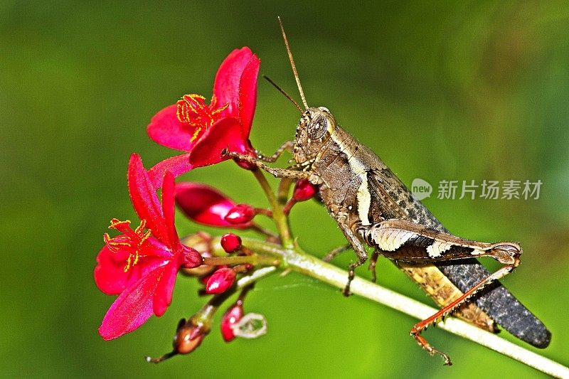 蚱蜢爬上粉红色的花枝。