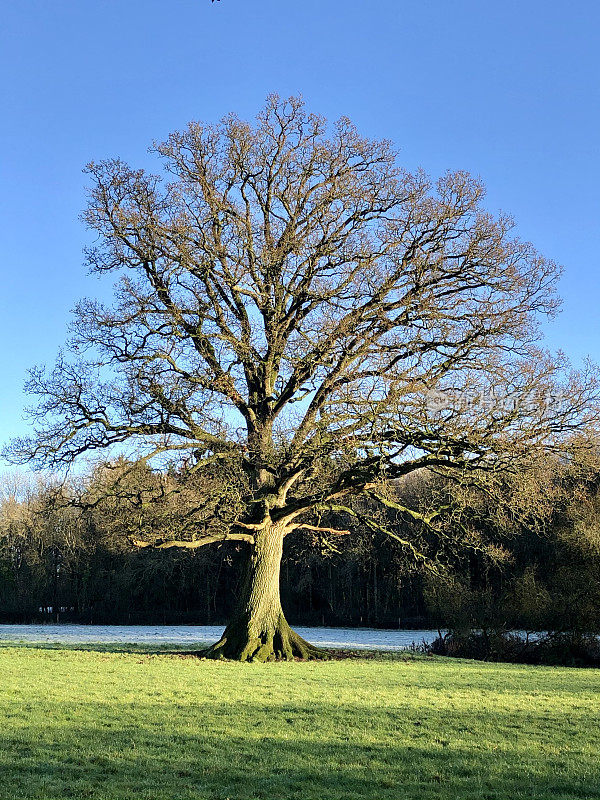 成熟的普通英国橡树(栎属)的图像，冬天光秃秃的树枝没有叶子，冬天的落叶结构孤立在晴朗的蓝天下