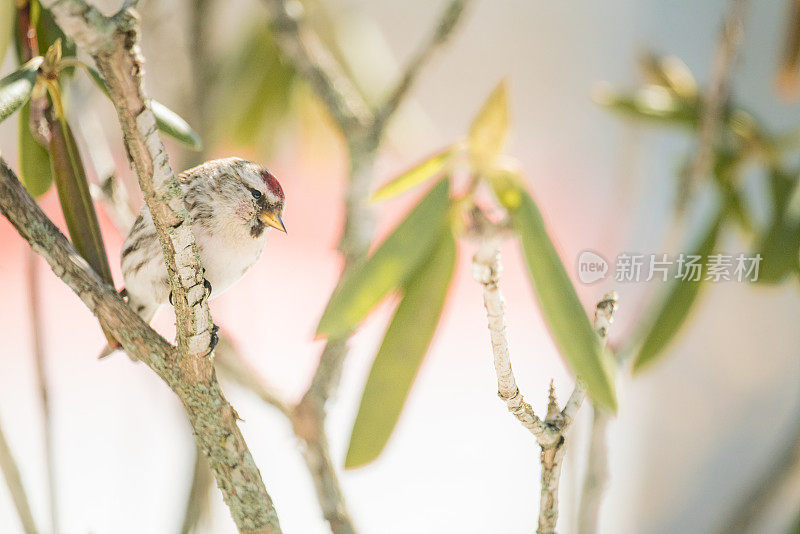 鸟栖息在树上的特写镜头