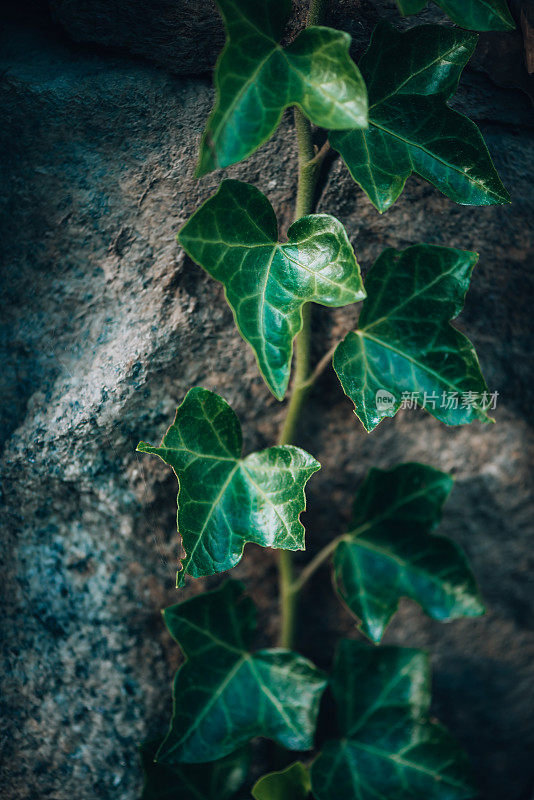 植物和花:岩石上的常春藤-海德拉螺旋