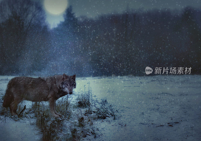 狼在冬天的晚上