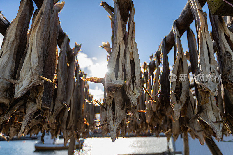 挪威罗浮敦群岛的鳕鱼架:鳕鱼捕鱼业