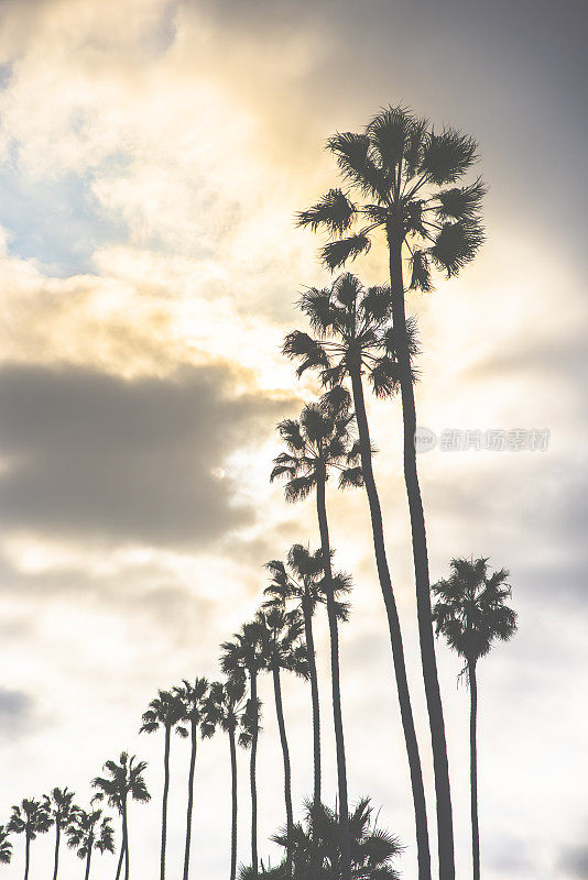 南加州棕榈树