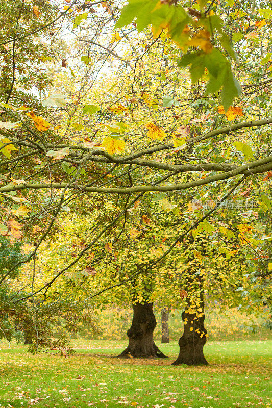 伦敦格林公园的秋天