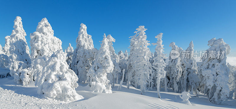 德国萨克索-安哈尔特哈尔茨山布罗肯山上的树木被雪覆盖