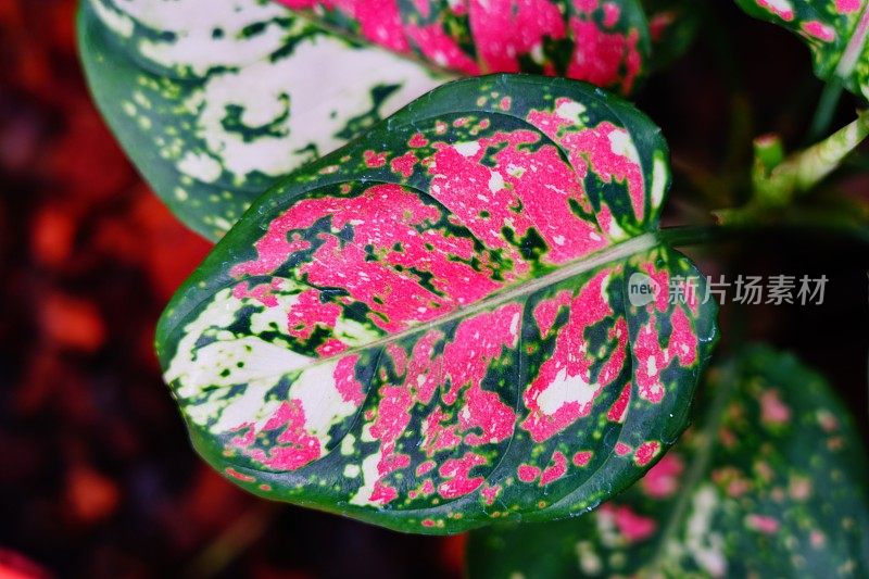 粉色和绿色的Aglaonema