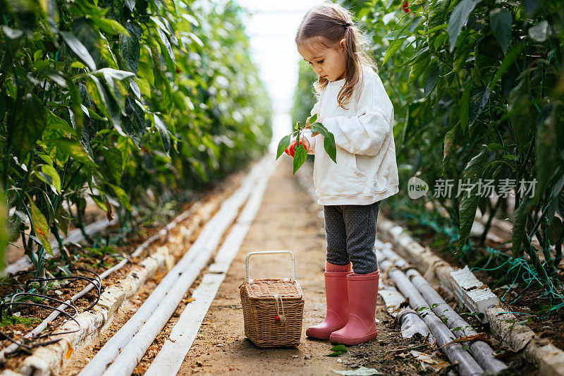 小女孩在温室里收集辣椒