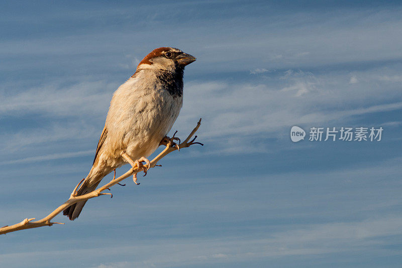 家麻雀栖息在丝兰植物上