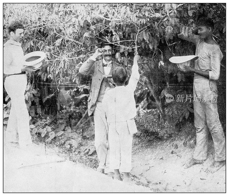 古董黑白照片:波多黎各，戴着帽子收集咖啡