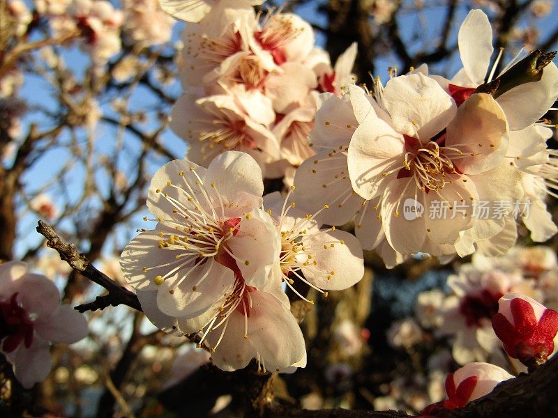 日本。3月。梅花在夕阳下绽放。