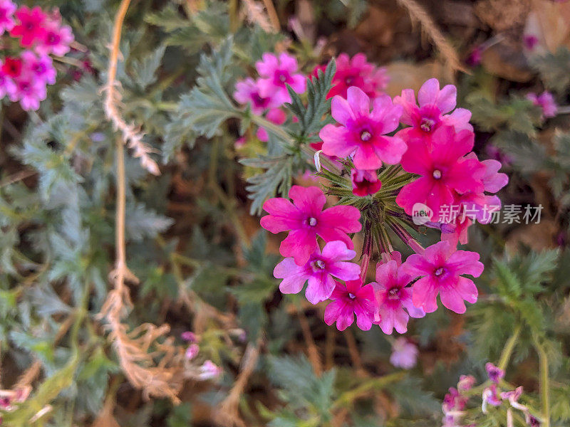 马鞭草的花朵盛开