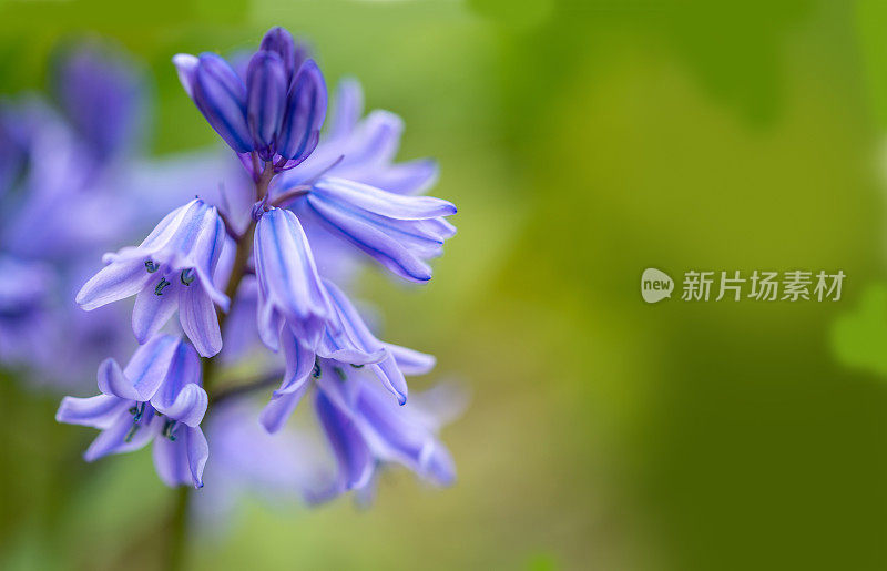 蓝铃花与复制空间