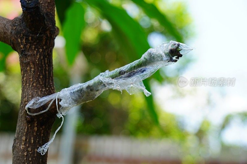 移植手术在花园里的芒果树