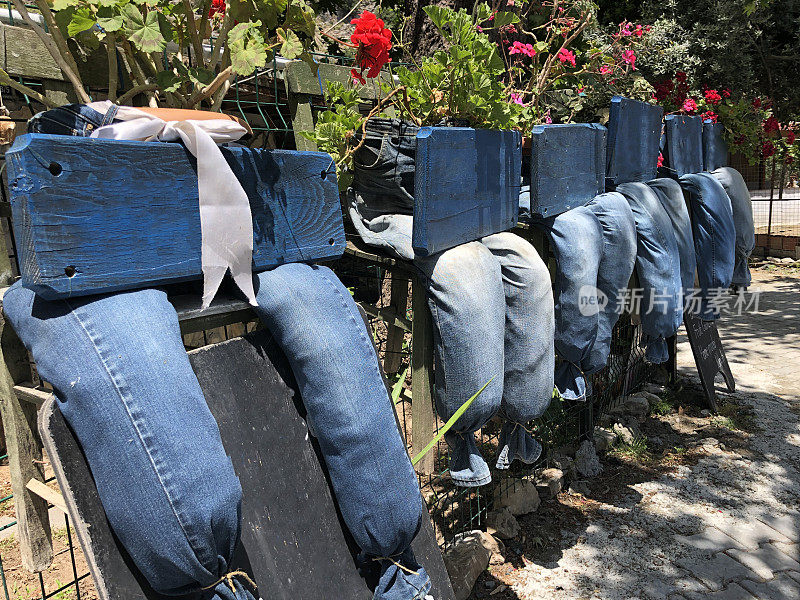 蓝色牛仔裤花盆与天竺葵红色猩红色的花。古典园林装饰。