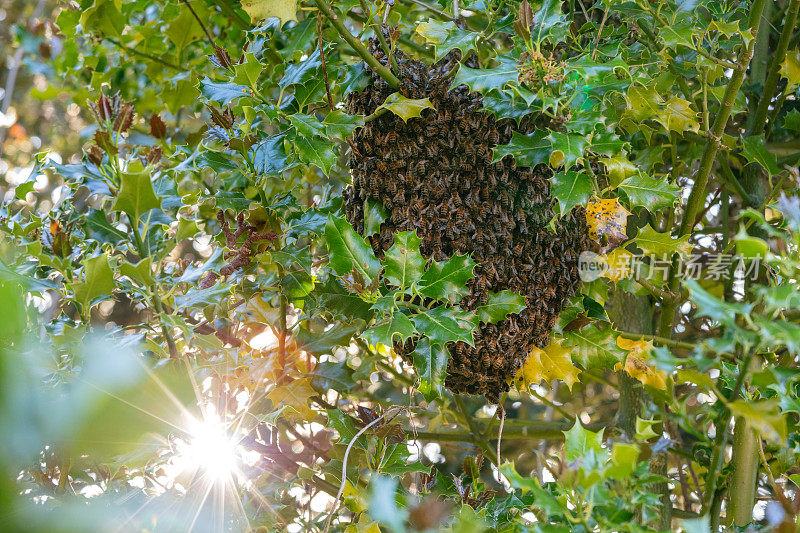 树上的一群蜜蜂