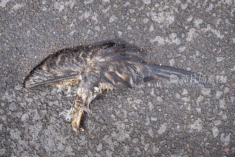 一只死海鸟的遗骸