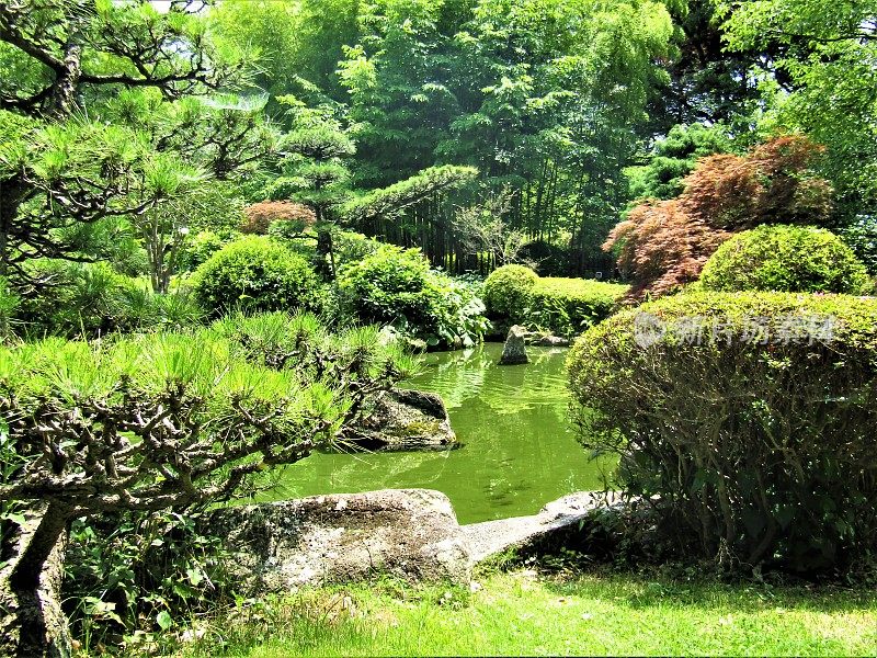 小池塘鲤鱼在传统的日本花园。