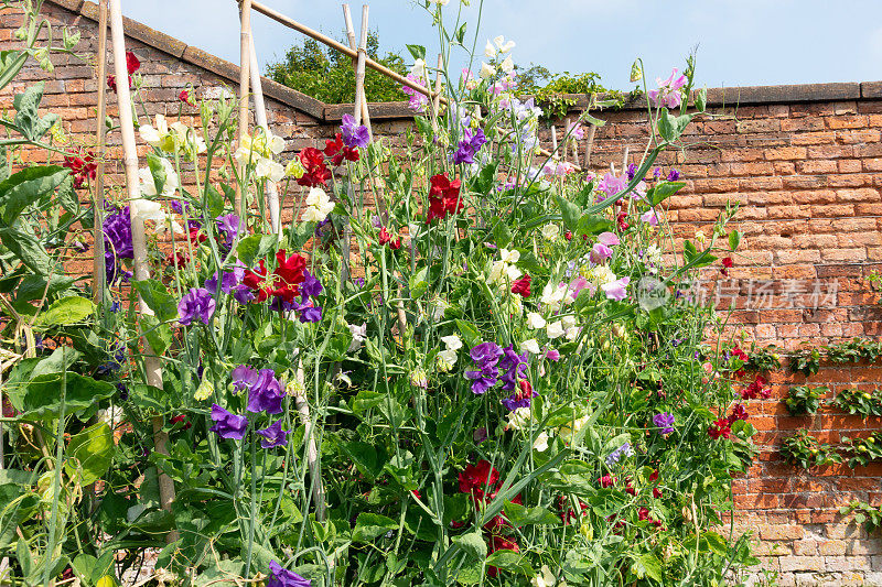 甜豌豆在花园中生长，花园的墙壁保护着美丽的色彩免受英国天气的影响。