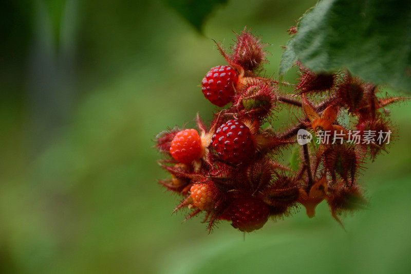 覆盆子植物。