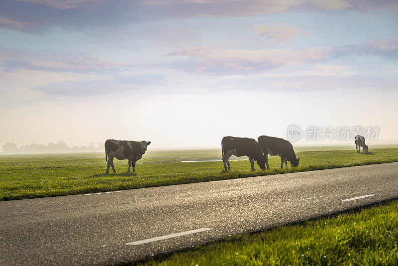 雾蒙蒙的早晨，四头奶牛在绿色的草地上