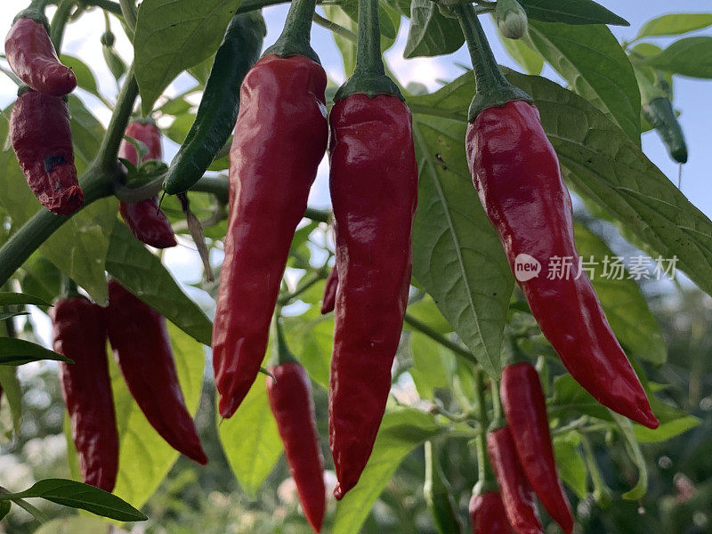 辣椒(Capsicum)或辣椒粉(cayenne)指的是一种辣度最高的辣椒。这种辣椒可以在你的花园里种植。