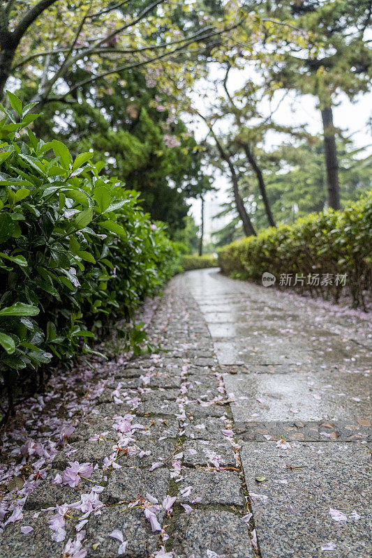 雨后的森林小径被樱花花瓣覆盖