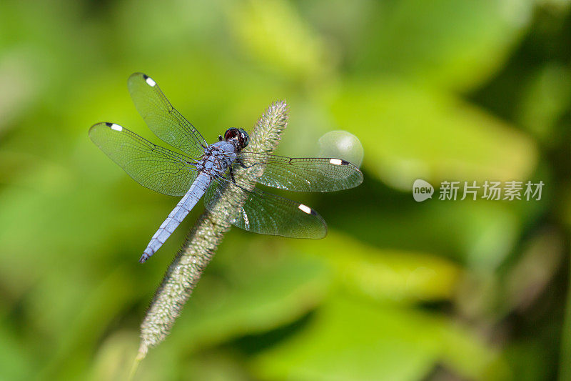 闪烁的除油船蜻蜓