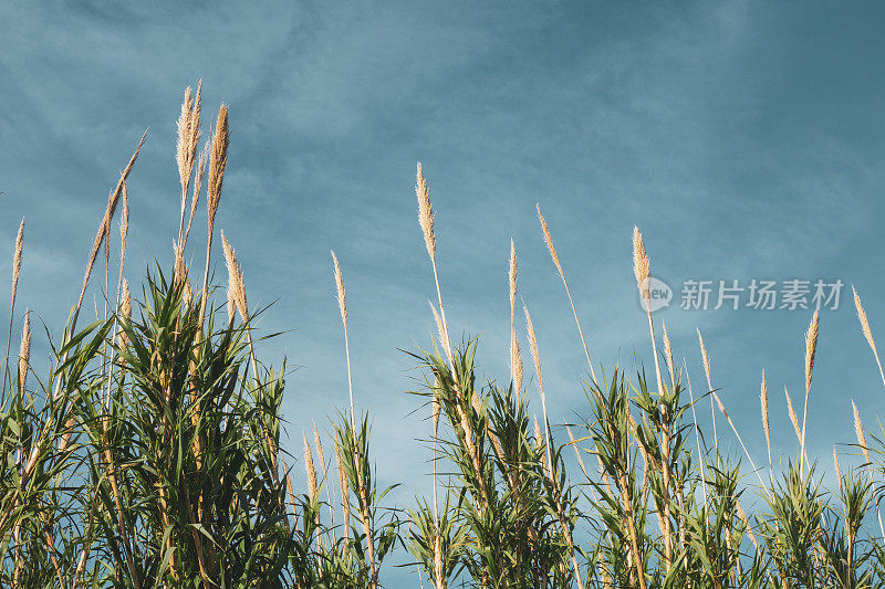 芦苇和天空