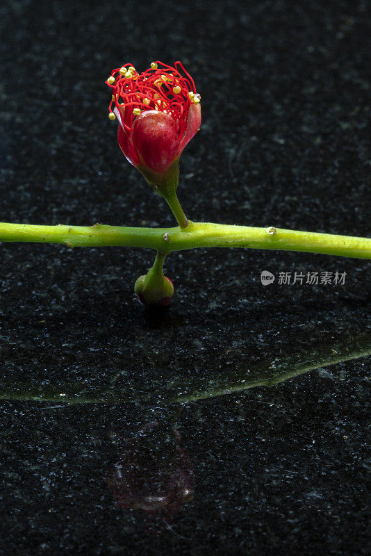 小枝与红色花朵的特写。梅花-日本榅桲在春天在户外开花，用来装饰花园。