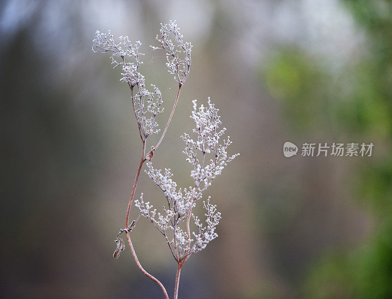 在西苏塞克斯郡的阿伦德尔，霜冻的草在冬天是一种吸引人的图案