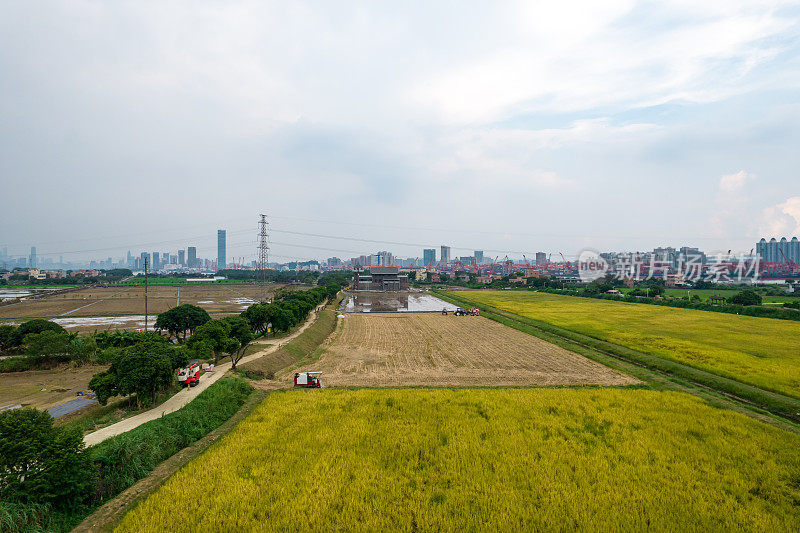 广州大积沙岛的稻田