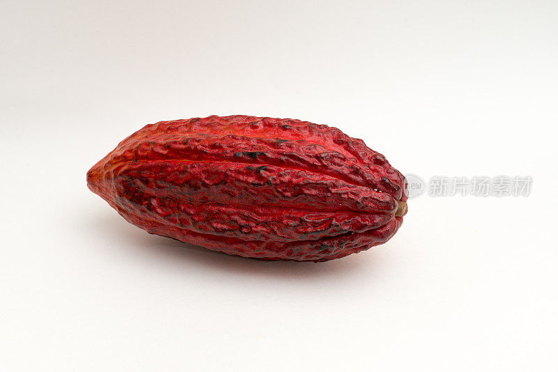 红色的可可豆荚孤立在白色的背景