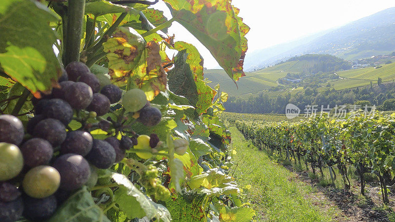 葡萄挂在郁郁葱葱的葡萄园的风景