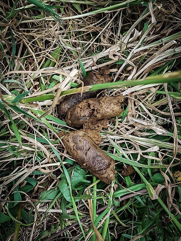 草上的狗屎