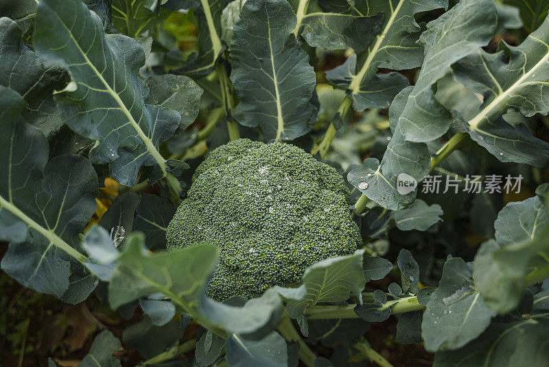 特写的有机花椰菜簇生长在温室里。充分的名声，高角度的看法