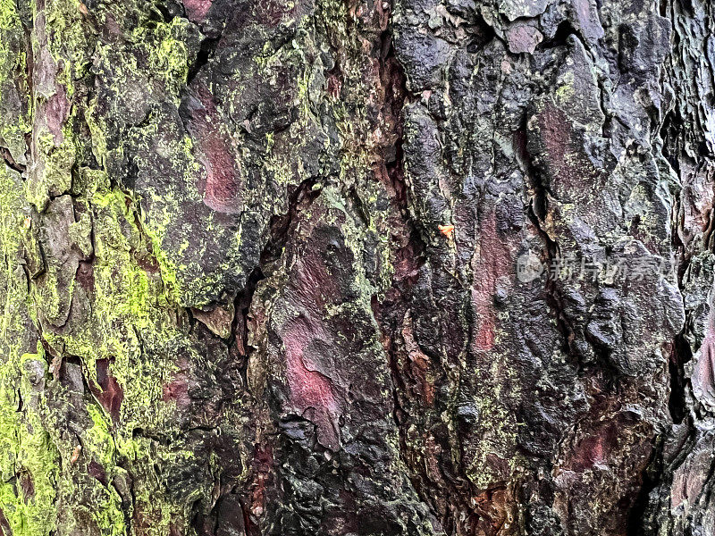树皮一种潮湿、粗糙且生长过度的树皮
