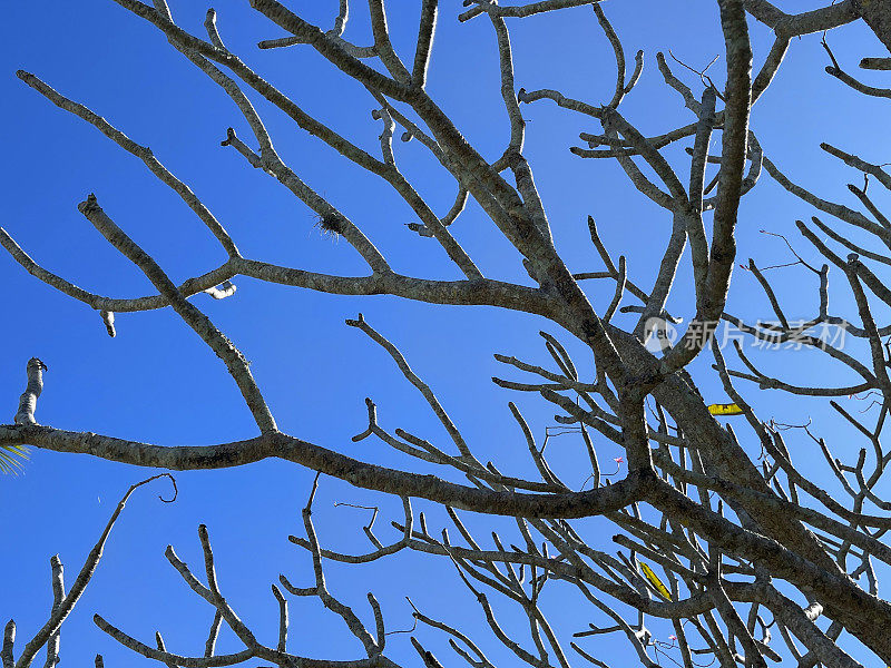 裸树对着蓝天，特写