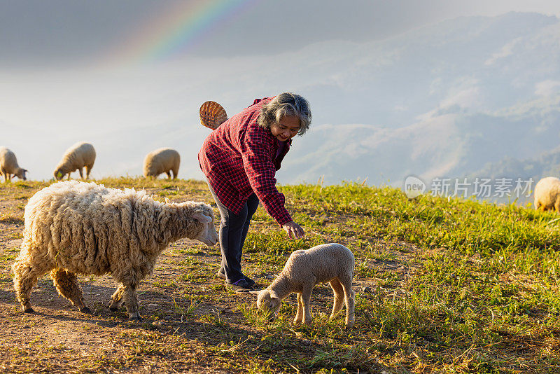 老女人在山上的田野里放羊