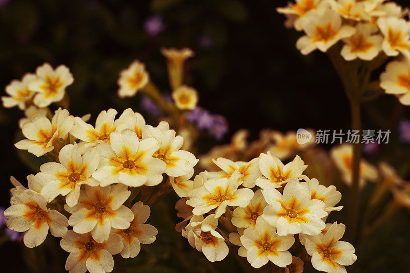 小的白色和黄色明亮的夏天花和叶子在一个童话花园。春天，夏天，复活节的概念。