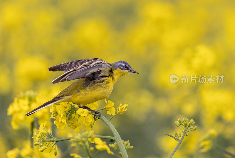 西方黄色鹡鸰