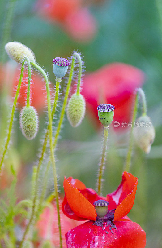 罂粟田的细节-花瓣上的雨滴
