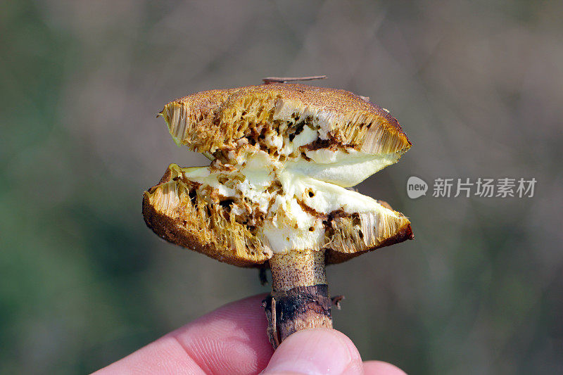 被苍蝇幼虫切下并有明显损伤的湿滑虾或粘虾。蛆在蘑菇。