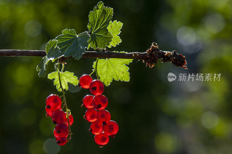 热带雨林树枝上的红醋栗