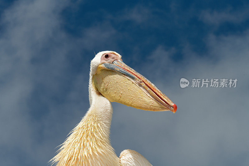 大白鲨鹈鹕