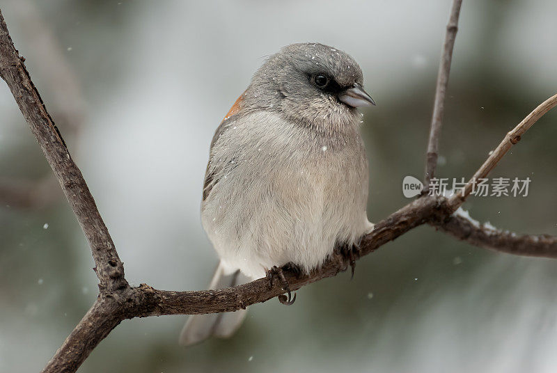 冬天的黑眼睛Junco